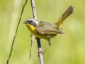 Common Yellowthroat - Tennessee NWR--Duck River Unit--Duck River/Kentucky Lake, Humphreys, Tennessee, United States, May 30 2024