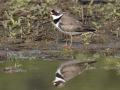 Semipalmated Plover  - Cross Creeks NWR--Pool 2/ABC, Stewart County, TN, May 25, 2024