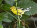 Prairie Warbler