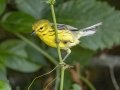 Prairie Warbler - Gatling Point Rec Area (36.5575,-87.9038), Stewart, Tennessee, United States, June 11, 2024