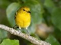 Prothonotary Warbler - Gatling Point Rec Area (36.5575,-87.9038), Stewart, Tennessee, United States, June 11, 2024