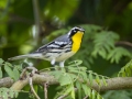 Yellow-throated Warbler