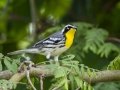 Yellow-throated Warbler - Cross Creeks NWR--TN-49 Entrance, Stewart County, Tennessee. July 23, 2024