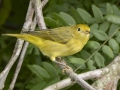 Yellow Warbler