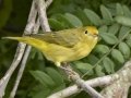 Yellow Warbler - Cross Creeks NWR--TN-49 Entrance, Stewart, Tennessee, July 23, 2024