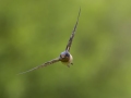 Barn Swallow - Dunbar Cave SP, Montgomery, Tennessee, United States, July 25, 2024