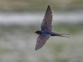 Barn Swallow - Dunbar Cave SP, Montgomery, Tennessee, United States, July 25, 2024