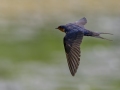 Barn Swallow - Fort Donelson National Battlefield, Stewart, Tennessee, United States, July 26, 2024