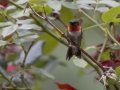 Ruby-throated Hummingbird - Cross Creeks NWR Headquarters, Stewart County, Tennessee, July 26, 2024