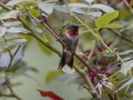 Ruby-throated Hummingbird