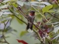 Ruby-throated Hummingbird - Cross Creeks NWR Headquarters, Stewart County, Tennessee, July 26, 2024