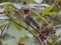 Ruby-throated Hummingbird - Cross Creeks NWR Headquarters, Stewart County, Tennessee, July 26, 2024