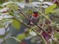 Ruby-throated Hummingbird - Cross Creeks NWR Headquarters, Stewart County, Tennessee, July 26, 2024