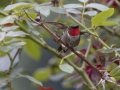 Ruby-throated Hummingbird - Cross Creeks NWR Headquarters, Stewart County, Tennessee, July 26, 2024