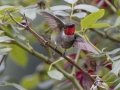 Ruby-throated Hummingbird - Cross Creeks NWR Headquarters, Stewart County, Tennessee, July 26, 2024