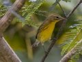 Prairie Warbler - Barkley WMA, Stewart, Tennessee, United States, July 28, 2024