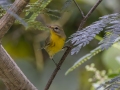 Prairie Warbler