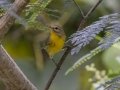 Prairie Warbler - Barkley WMA, Stewart, Tennessee, United States, Sept 20, 2024