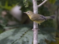 Prairie Warbler