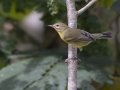 Prairie Warbler - Barkley WMA, Stewart, Tennessee, United States, July 28, 2024