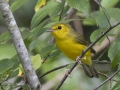 Hooded Warbler - Barkley WMA, Stewart, Tennessee, United States, July 28, 2024