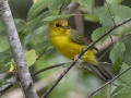 Hooded Warbler - Barkley WMA, Stewart, Tennessee, United States, July 28, 2024