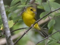 Hooded Warbler - Barkley WMA, Stewart, Tennessee, United States, July 28, 2024