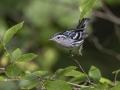 Black-and-white Warbler - Barkley WMA, Stewart, Tennessee, United States, July 28, 2024