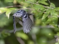 Black-and-white Warbler - Barkley WMA, Stewart, Tennessee, United States, July 28, 2024