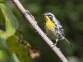 Yellow-throated Warbler - Barkley WMA, Stewart County, Tennessee, July 28, 2024