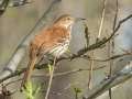 Brown Thrasher - 1268 The Trace, Stewart County, Tennessee, United States, April 7, 2025