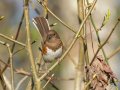 Eastern Towhee (female) - 1268 The Trace, Stewart County, Tennessee, United States, April 7, 2025