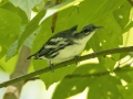 Cerulean Warbler - Gatling Point Rec Area (36.5575,-87.9038), Stewart, Tennessee, United States, July 13, 2024