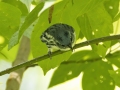 Cerulean Warbler - Gatling Point Rec Area (36.5575,-87.9038), Stewart, Tennessee, United States, July 13, 2024