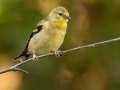 American Goldfinch - N South Trail, Dover US-TN 36.52168, -87.91958, Stewart, Tennessee, United States, Oct 2, 2024