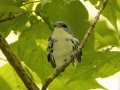 Cerulean Warbler - Gatling Point Rec Area (36.5575,-87.9038), Stewart, Tennessee, United States, July 13, 2024