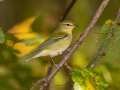 Tennessee Warbler - Gatling Point Rec Area, Stewart, Tennessee, Oct 14, 2024