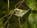 Golden-winged Warbler - 1268 The Trace, Dover US-TN 36.55396, -87.90181, Stewart, Tennessee, United States, Sept 11, 2024