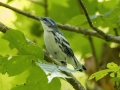 Cerulean Warbler - Gatling Point Rec Area (36.5575,-87.9038), Stewart, Tennessee, United States, July 13, 2024