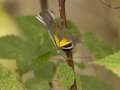 Golden-winged Warbler - 1268 The Trace, Dover US-TN 36.55396, -87.90181, Stewart, Tennessee, United States, Sept 23, 2024