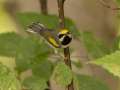 Golden-winged Warbler - 1268 The Trace, Dover US-TN 36.55396, -87.90181, Stewart, Tennessee, United States, Sept 23, 2024