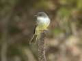 Eastern Phoebe - Gatling Point Rec Area (36.5575,-87.9038), Stewart, Tennessee, United States, Oct 2, 2024