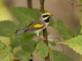 Golden-winged Warbler - 1268 The Trace, Dover US-TN 36.55396, -87.90181, Stewart, Tennessee, United States, Sept 23, 2024