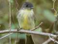 Eastern Phoebe - Gatling Point Rec Area (36.5575,-87.9038), Stewart, Tennessee, United States, Oct 2, 2024