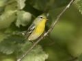 Northern Parula - 1268 The Trace, Dover US-TN 36.55396, -87.90181, Stewart, Tennessee, United States, Sept 19, 2024