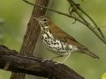 Wood Thrush - 1268 The Trace, Dover US-TN 36.55396, -87.90181, Stewart. Tennessee, Sept 14, 2024