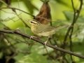 Worm-eating Warbler - 1268 The Trace, Dover US-TN 36.55396, -87.90181, Stewart, Tennessee, Sept 14, 2024