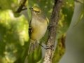 White-eyed Vireo - 1268 The Trace, Dover US-TN 36.55396, -87.90181, Stewart, Tennessee, Sept 19, 2024