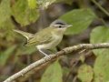 Red-eyed Vireo - 1268 The Trace, Dover US-TN 36.55396, -87.90181, Stewart, Tennessee, United States, Sept 11, 2024