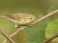 Tennessee Warbler